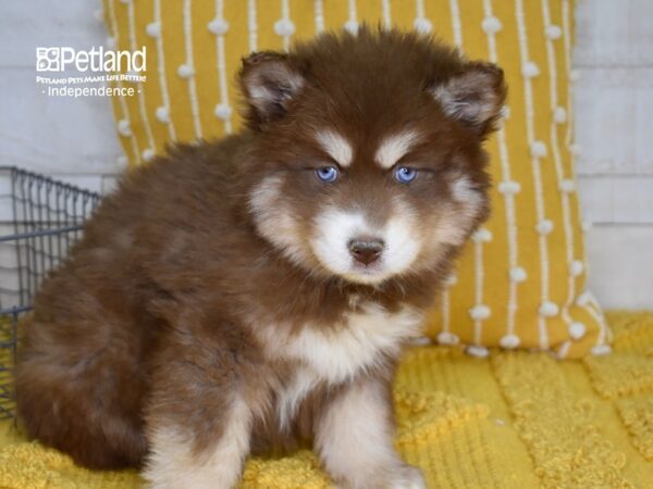 Pomsky DOG Female Red & Tan 4956 Petland Independence, Missouri