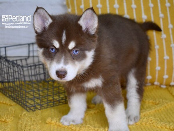 Pomsky DOG Male Red & Tan 4954 Petland Independence, Missouri