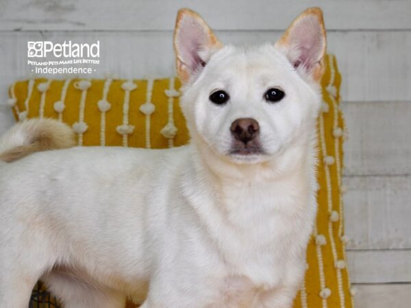 Shiba Inu-DOG-Female-Cream-4952-Petland Independence & Lee's Summit, MO