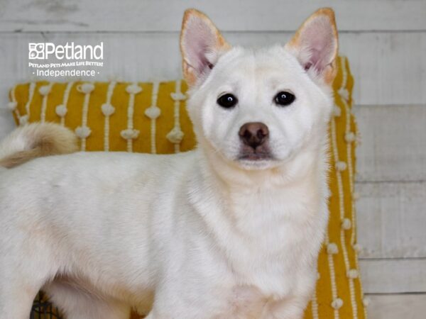 Shiba Inu DOG Female Cream 4952 Petland Independence, Missouri