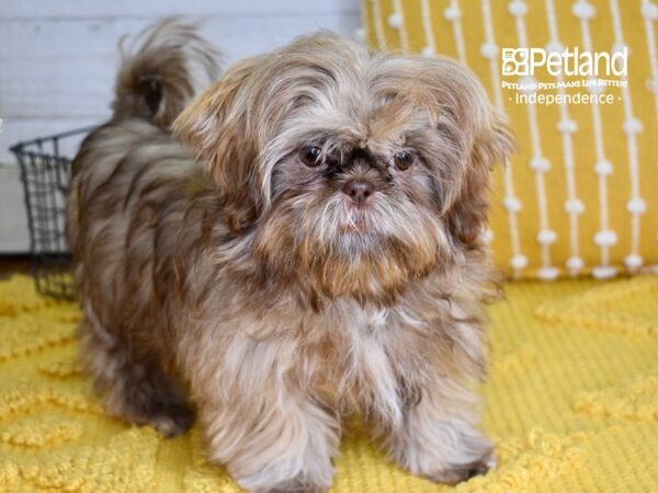 Shih Tzu DOG Female Chocolate 4951 Petland Independence, Missouri