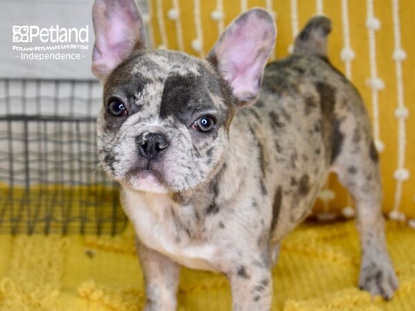 French Bulldog DOG Male Blue Merle 4950 Petland Independence, Missouri