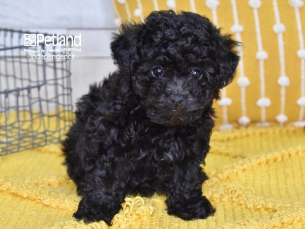 Havapoo-DOG-Male-Black-4944-Petland Independence, Missouri