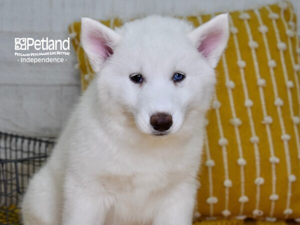 Siberian Husky DOG Male White 4942 Petland Independence, Missouri