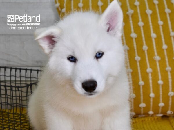 Siberian Husky DOG Female White 4943 Petland Independence, Missouri