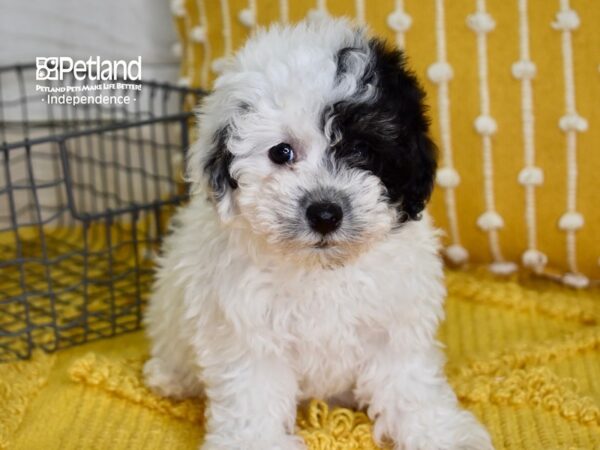 Havapoo DOG Female Black & White 4945 Petland Independence, Missouri