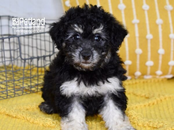 Havapoo DOG Female Black & Tan 4946 Petland Independence, Missouri