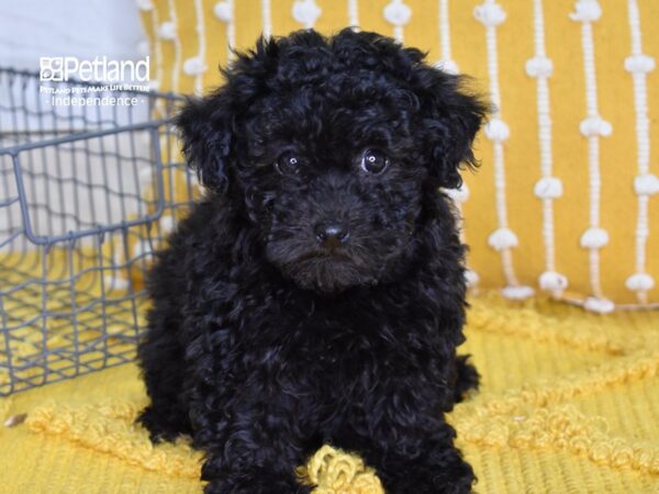 Havapoo DOG Female Black 4947 Petland Independence, Missouri