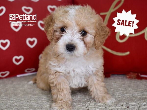 Miniature Goldendoodle 2nd Gen-DOG-Female-Apricot & White-4760-Petland Independence, Missouri