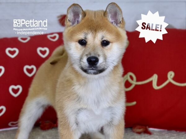 Shiba Inu-DOG-Female-Red Sesame-4776-Petland Independence & Lee's Summit, MO