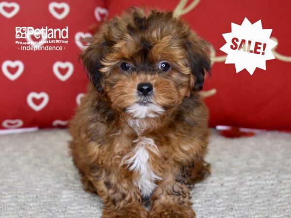 Shih Poo DOG Male Sable 4801 Petland Independence, Missouri