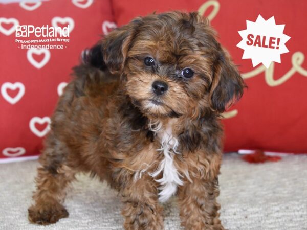 Shih Poo-DOG-Female-Sable-4802-Petland Independence, Missouri