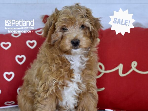 Yorkiepoo DOG Male Red 4819 Petland Independence, Missouri