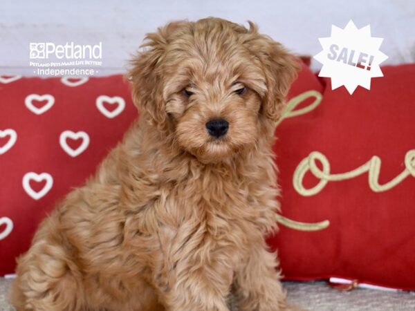 Yorkiepoo-DOG-Female-Red-4820-Petland Independence & Lee's Summit, MO