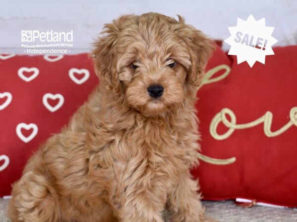 Yorkiepoo DOG Female Red 4820 Petland Independence, Missouri