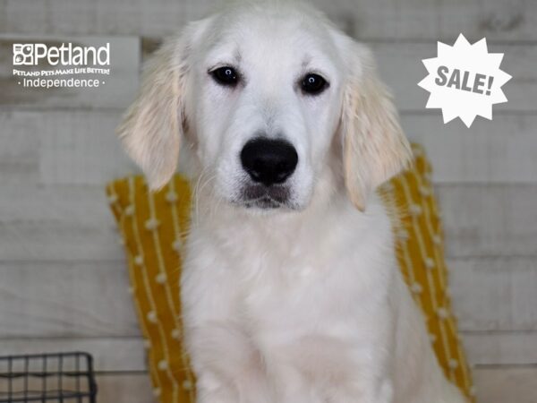 Golden Retriever-DOG-Male-Light Golden-4962-Petland Independence, Missouri