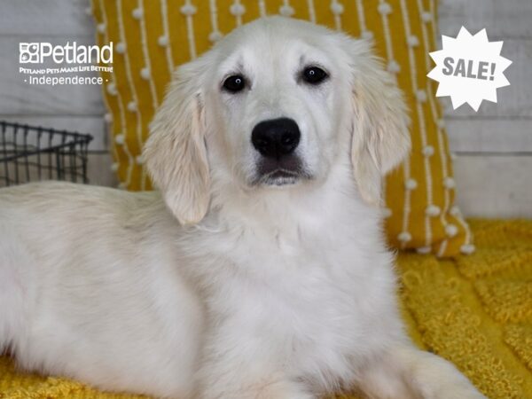 Golden Retriever-DOG-Female-Light Golden-4961-Petland Independence & Lee's Summit, MO
