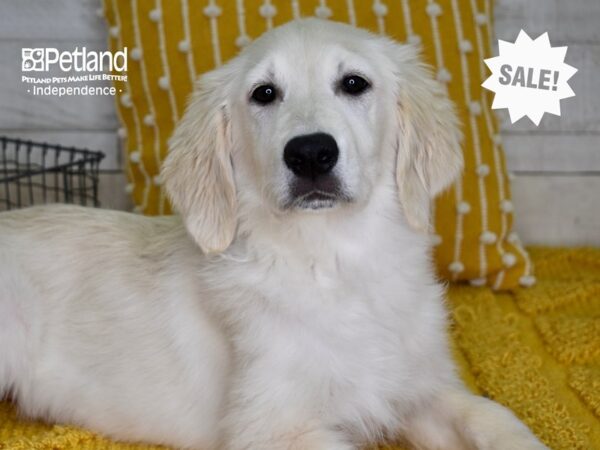 Golden Retriever DOG Female Light Golden 4961 Petland Independence, Missouri