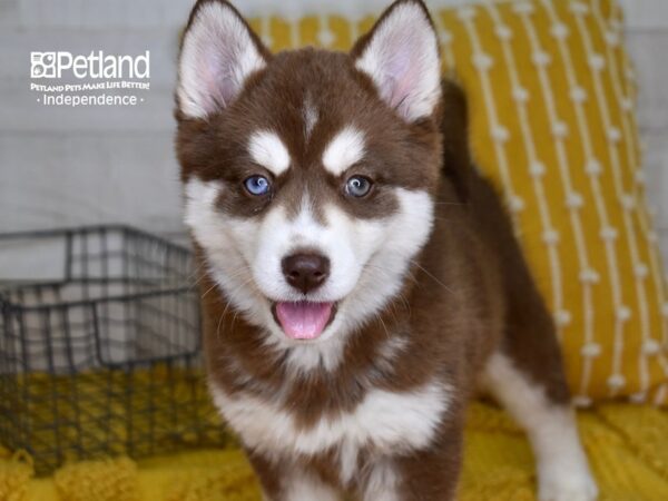 Pomsky DOG Female Red & White 4955 Petland Independence, Missouri