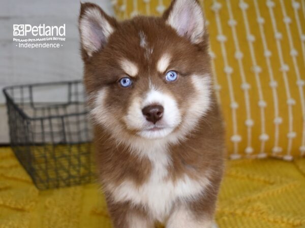 Pomsky DOG Male Red & White 4953 Petland Independence, Missouri