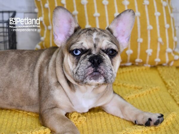 French Bulldog-DOG-Female-Fawn Merle-4948-Petland Independence, Missouri