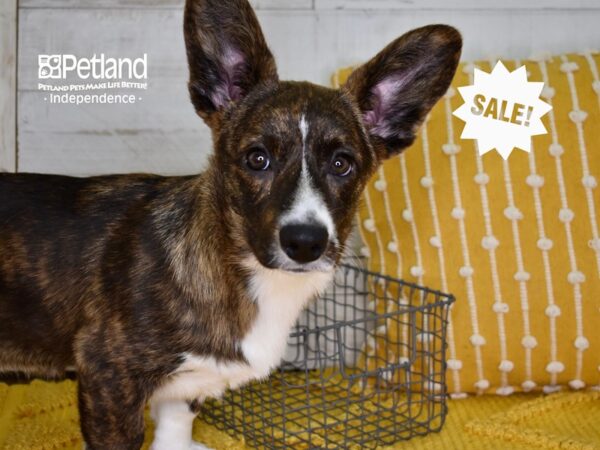 Cardigan Welsh Corgi-DOG-Female-Brindle & White-4736-Petland Independence, Missouri