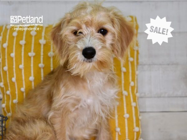 Miniature Goldendoodle 2nd Gen-DOG-Female-Apricot & White-4761-Petland Independence & Lee's Summit, MO