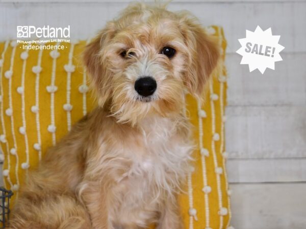 Miniature Goldendoodle 2nd Gen DOG Female Apricot & White 4761 Petland Independence, Missouri