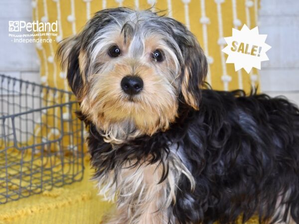 Yorkshire Terrier DOG Male Black & Tan 4792 Petland Independence, Missouri