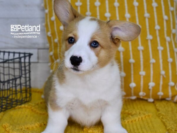 Pembroke Welsh Corgi-DOG-Male-Sable-4971-Petland Independence & Lee's Summit, MO