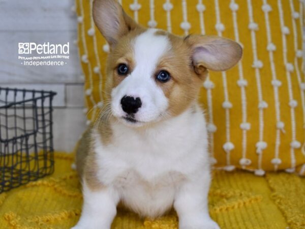 Pembroke Welsh Corgi DOG Male Sable 4971 Petland Independence, Missouri