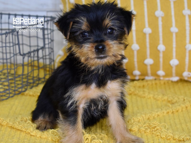Yorkshire Terrier-DOG-Female-Black & Tan-3597239-Petland Independence, Missouri