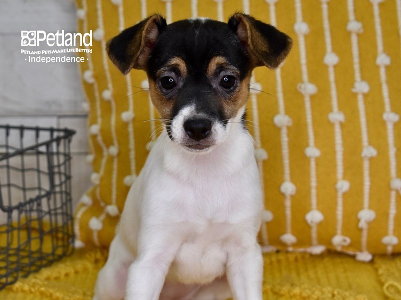 Jack Russell Terrier-DOG-Female-Tri-3597224-Petland Independence, Missouri