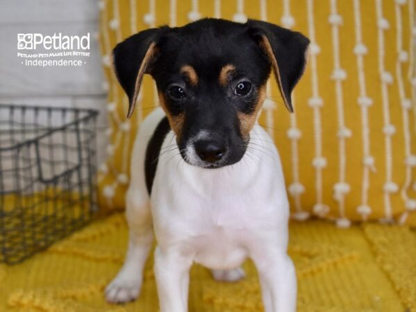 Jack Russell Terrier DOG Male Tri 4965 Petland Independence, Missouri