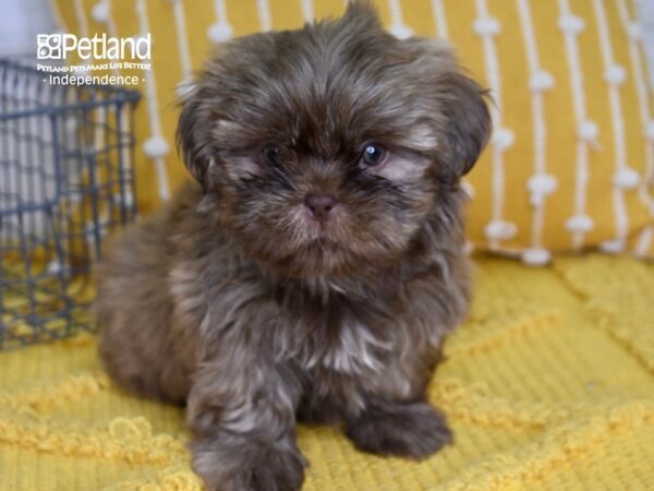 Shih Tzu-DOG-Male-Chocolate-4974-Petland Independence & Lee's Summit, MO