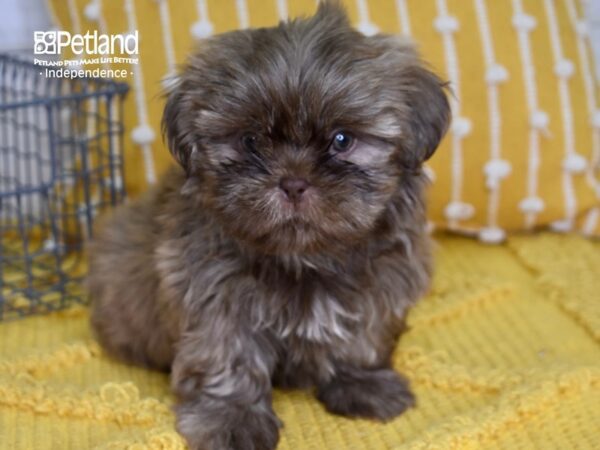 Shih Tzu-DOG-Male-Chocolate-4974-Petland Independence, Missouri