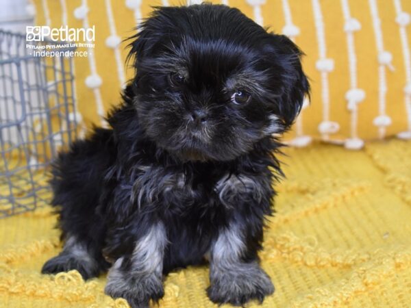 Shih Tzu-DOG-Female-Black & Tan-4975-Petland Independence, Missouri