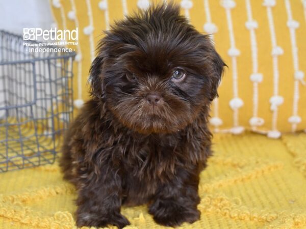 Shih Tzu-DOG-Male-Chocolate-4976-Petland Independence & Lee's Summit, MO