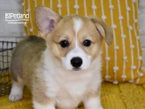 Pembroke Welsh Corgi-DOG-Female-Sable-4972-Petland Independence & Lee's Summit, MO