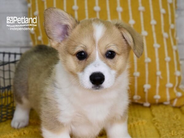 Pembroke Welsh Corgi-DOG-Female-Sable-4972-Petland Independence, Missouri