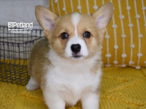 Pembroke Welsh Corgi-DOG-Female-Sable-4973-Petland Independence, Missouri