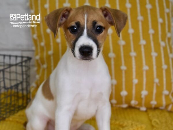 Jack Russell Terrier-DOG-Male-Tan & White-4964-Petland Independence, Missouri