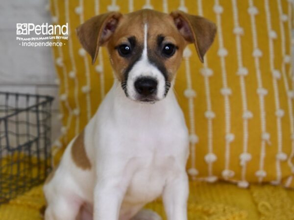 Jack Russell Terrier-DOG-Male-Tan & White-4964-Petland Independence & Lee's Summit, MO