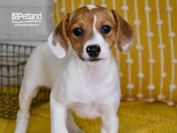 Jack Russell Terrier DOG Male Tan & White 4963 Petland Independence, Missouri