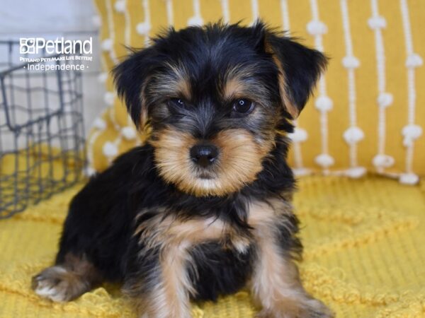 Yorkshire Terrier DOG Male Black & Tan 4969 Petland Independence, Missouri