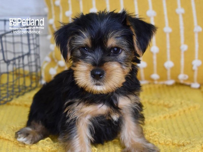 Yorkshire Terrier-DOG-Male-Black & Tan-3597235-Petland Independence, Missouri