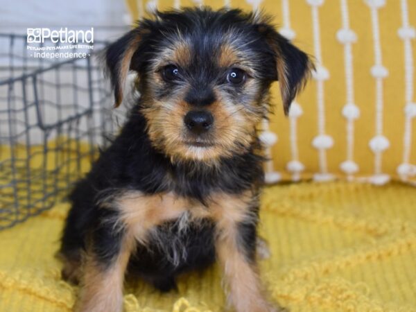 Yorkshire Terrier DOG Male Black & Tan 4968 Petland Independence, Missouri