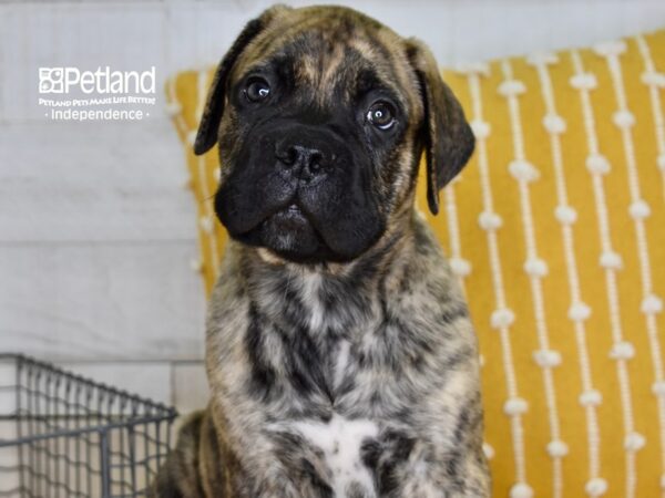 Bull Mastiff DOG Male Brindle 4993 Petland Independence, Missouri