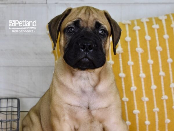 Bull Mastiff DOG Male Fawn 4992 Petland Independence, Missouri