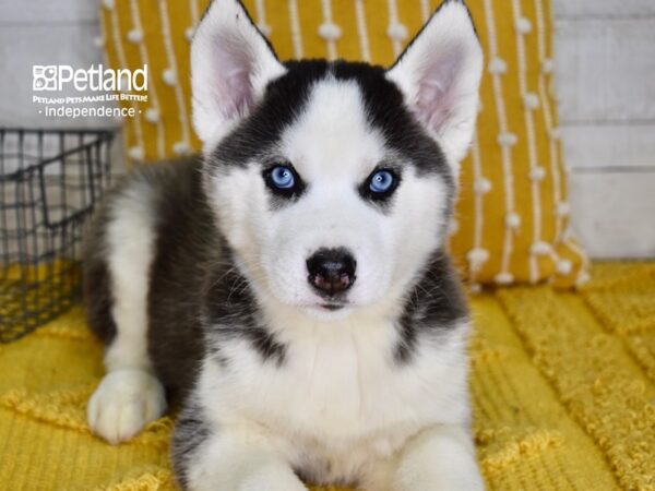 Siberian Husky DOG Male Black & White 4987 Petland Independence, Missouri